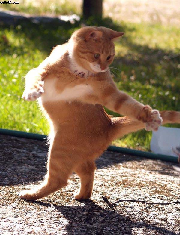 Cat Dancing