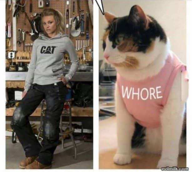 Cat Fashion