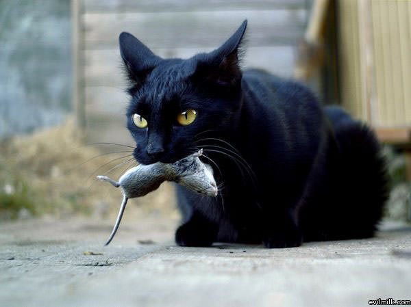 Cat Food