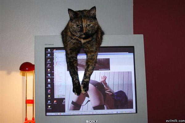 Cat Hates Porn