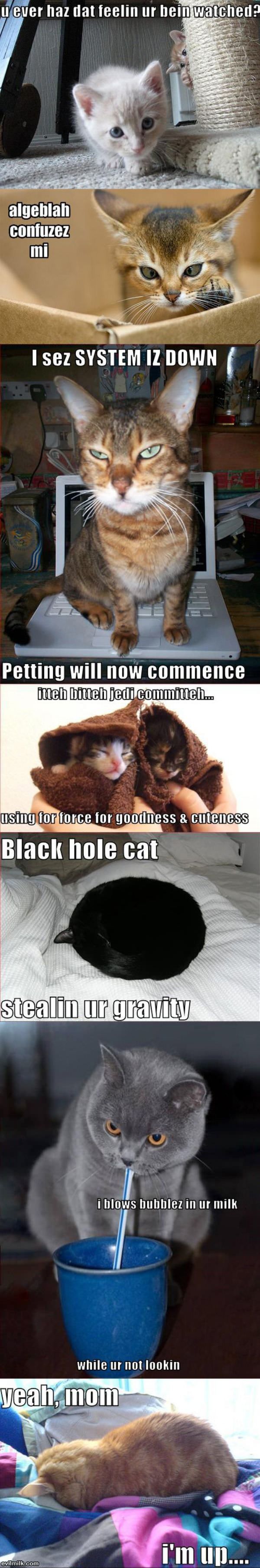 Cat Lolz