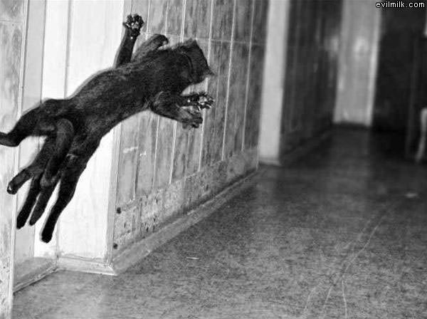Cat Matrix