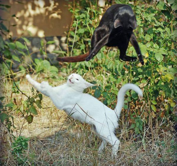 Cat Ninjas