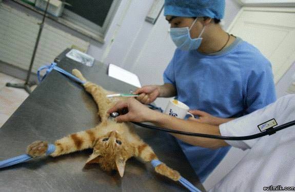 Cat Operation