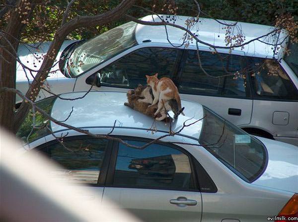 Cat Orgie
