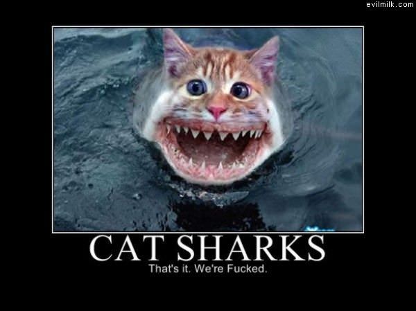 Cat Sharks