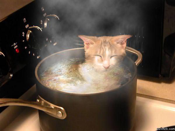 Cat Soup