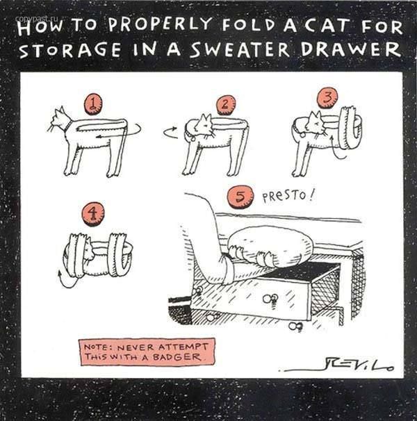 Cat Sweater Drawer