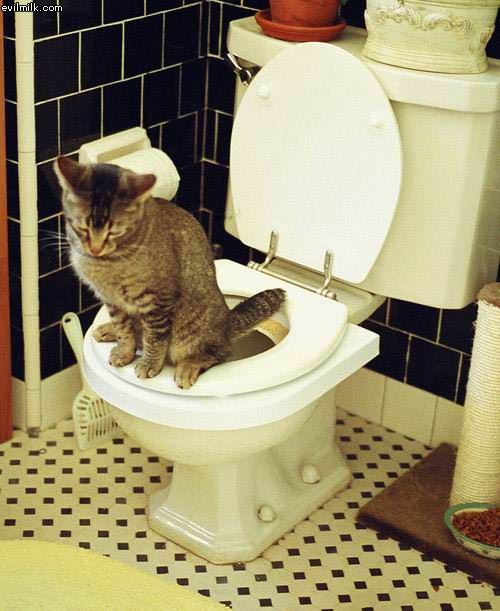 Cat Taking A Dump