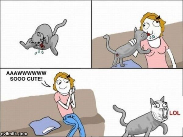 Cat Troll