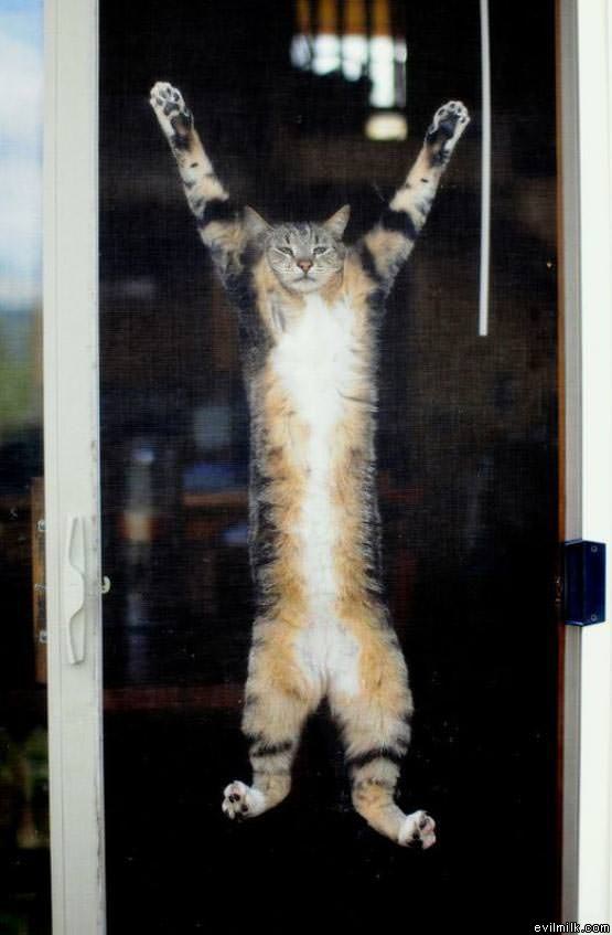 Cat Wants Out