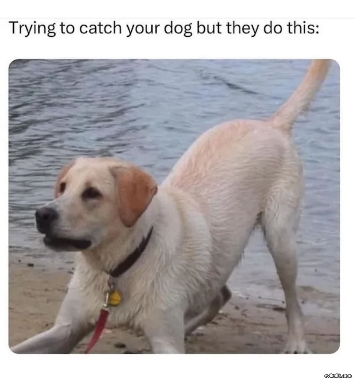 Catch Your Dog