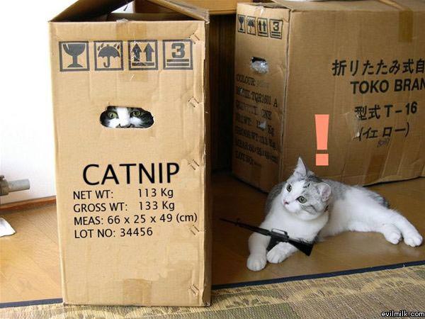 Catnip