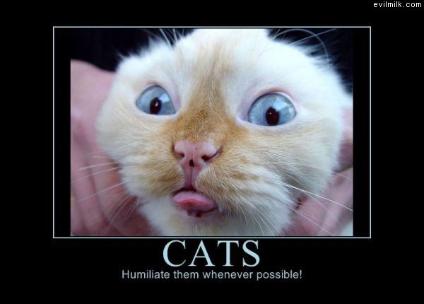 Cats