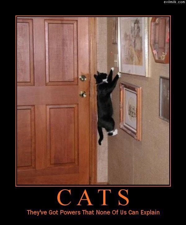 Cats