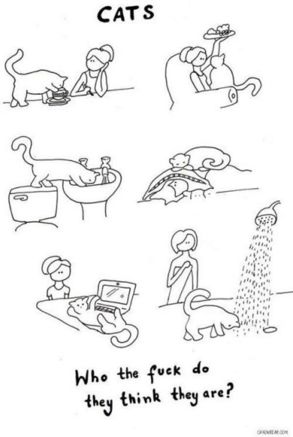Cats