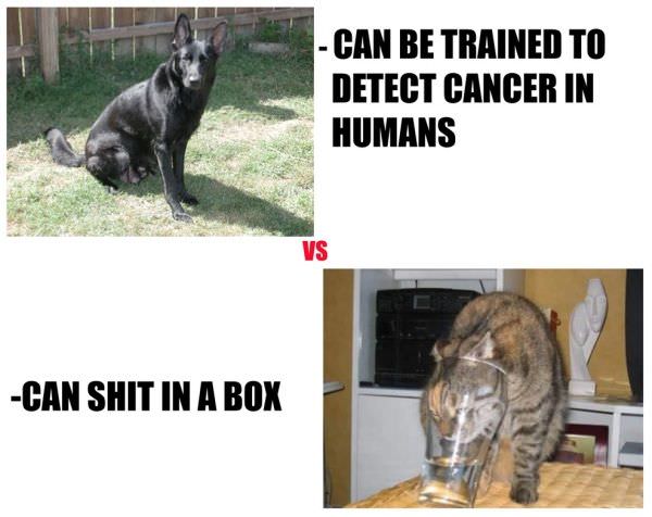 Cats And Dogs