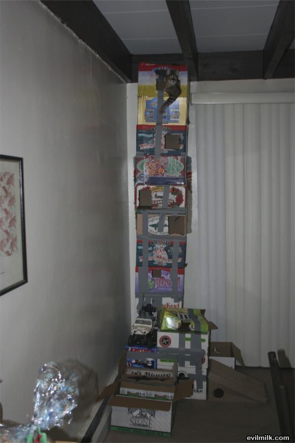 Cats Castle