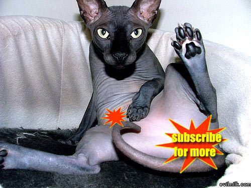 Cats Gone Wild1
