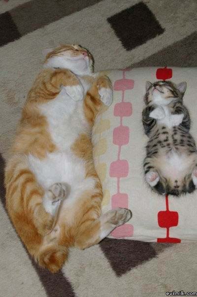 Cats On Backs