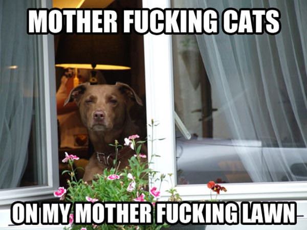 Cats On The Lawn