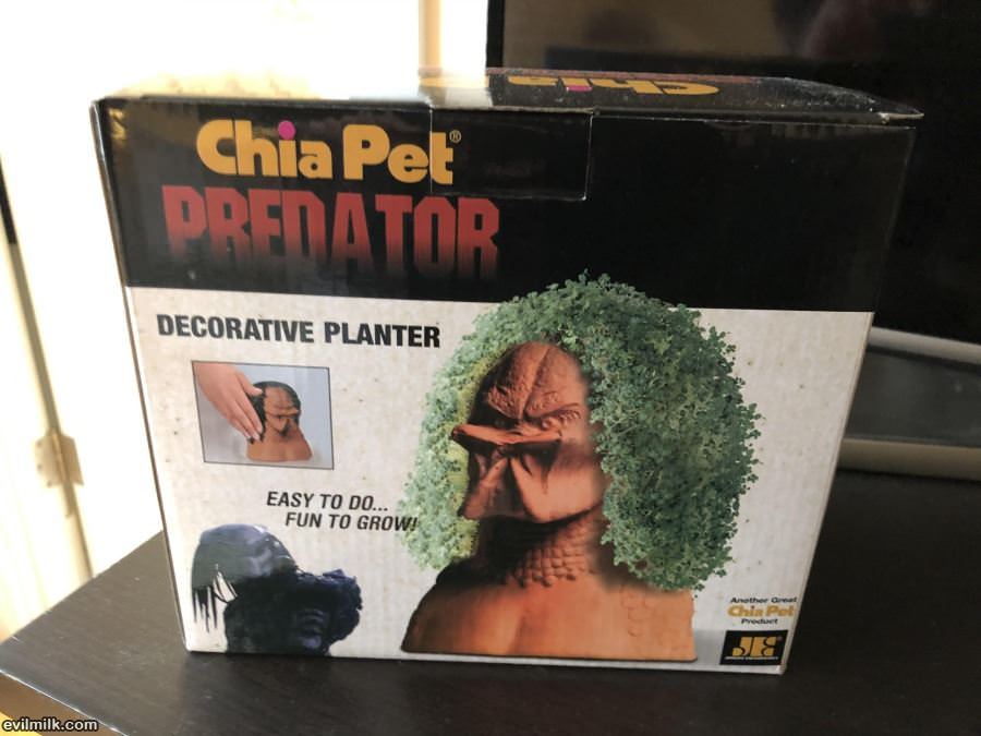 Chia