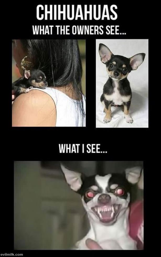 Chihuahuas