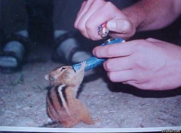 Chipmunk