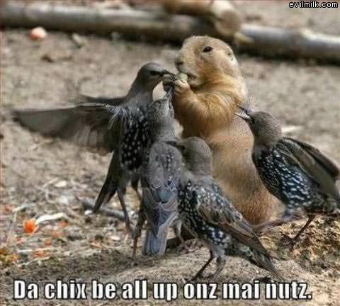 Chix On Ma Nuts