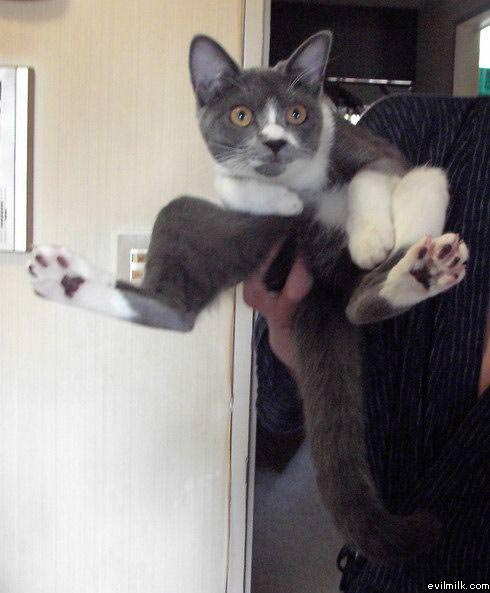 Comfy Kittah