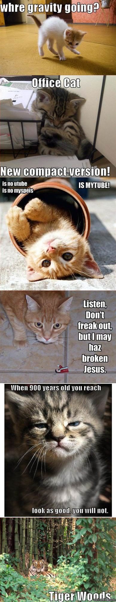 Compilation Cat