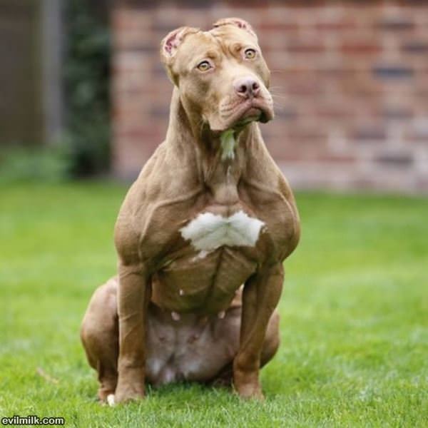Cool Animals 77