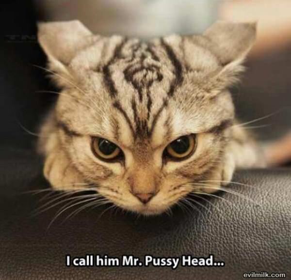 Cool Animals Picdump 10