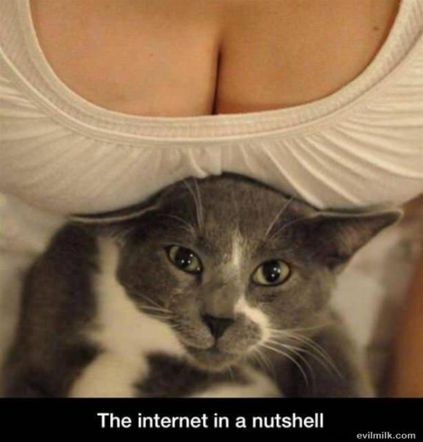 Cool Animals Picdump 54
