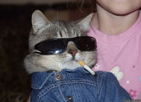 Cool Cat