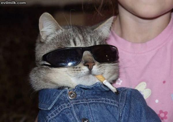 Cool Cat Is Cool