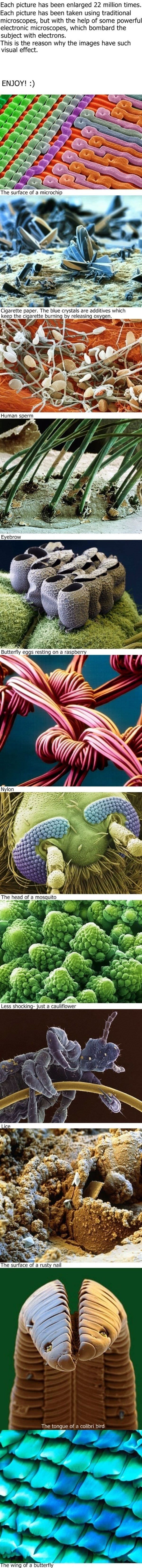 Cool Microscope Pictures