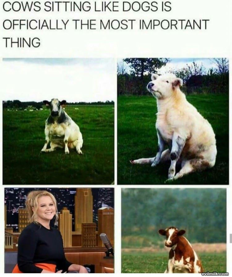 Cows Sitting Like Dogs