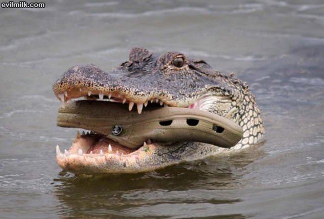 Crocs