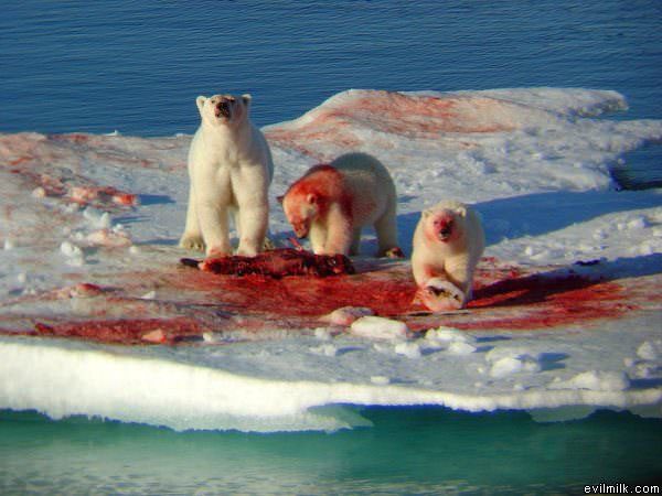 Cute Cuddly Bears
