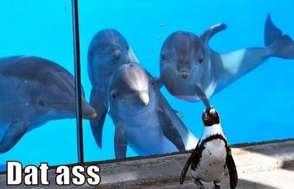 Dat Penguin