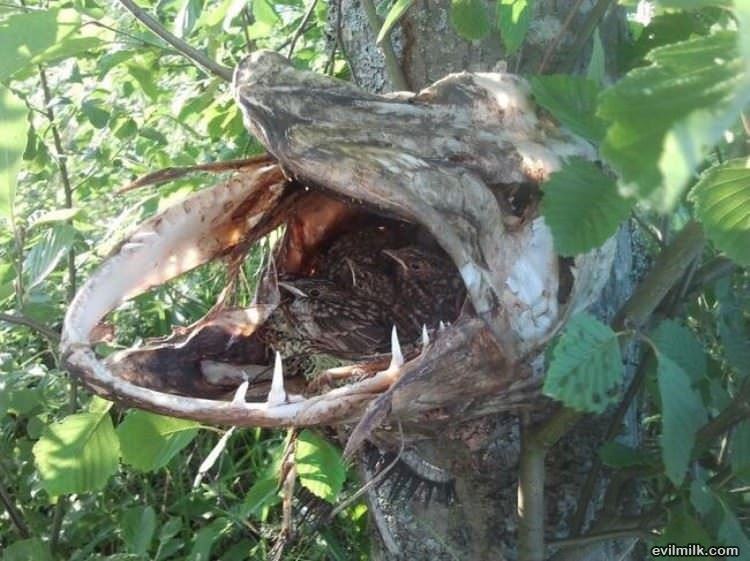 Dead Pike Nest