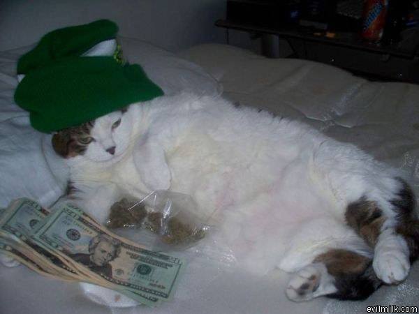 Dealer Cat