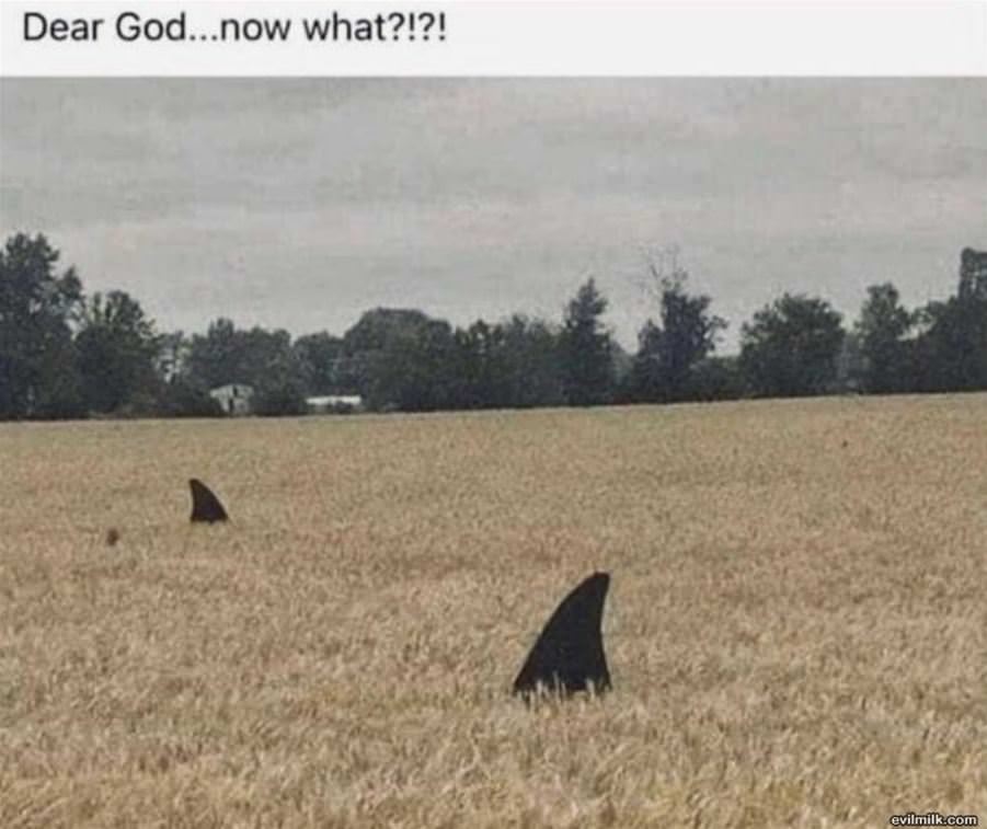 Dear God What Now