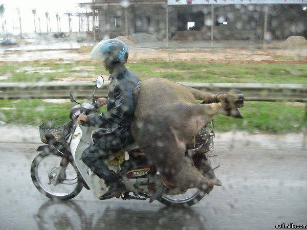 Dedicated Hunter