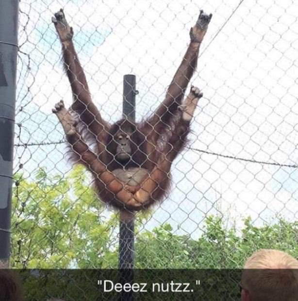 Deeeez