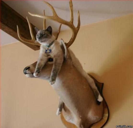 Deer Cat