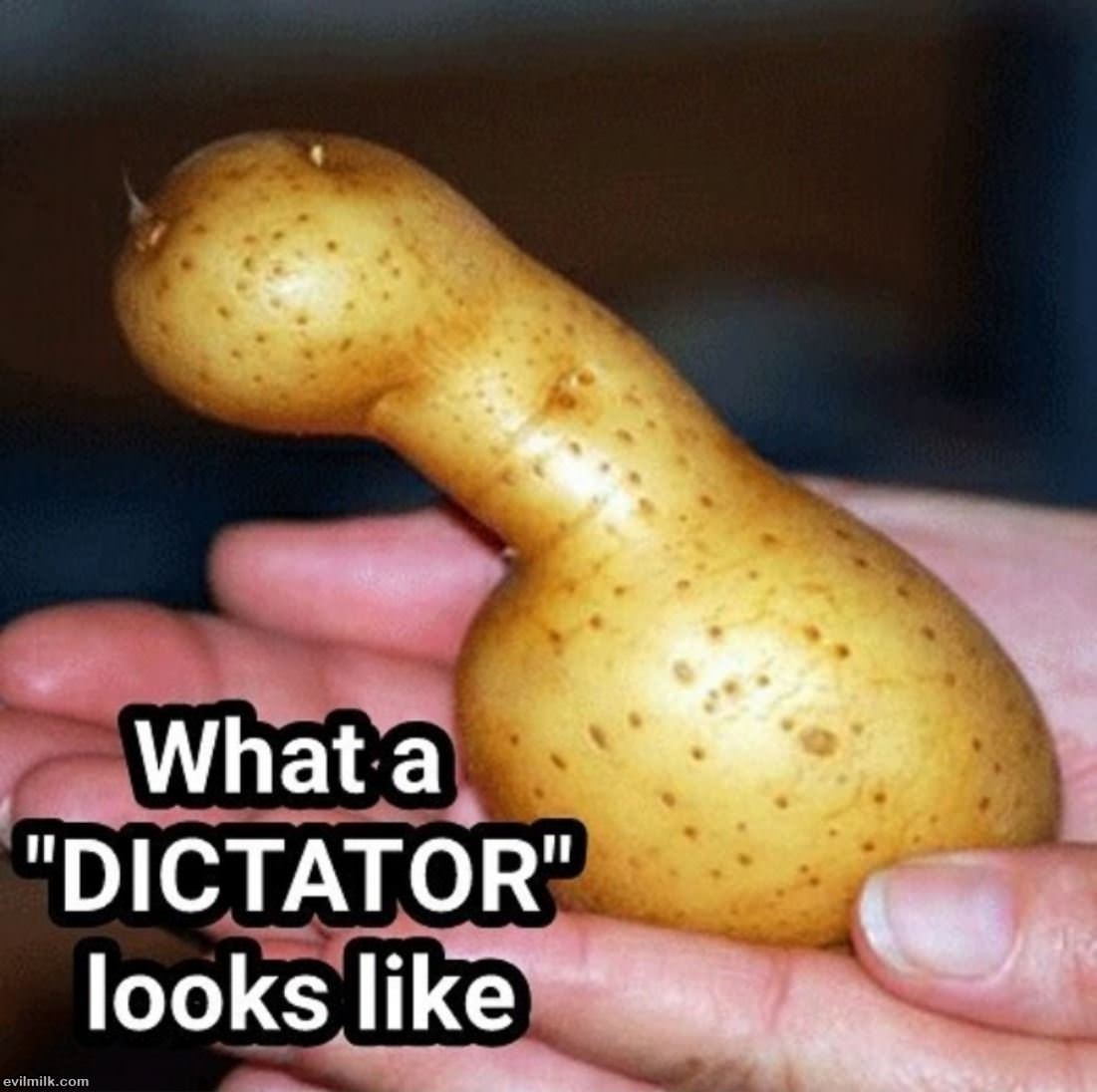 Dictator