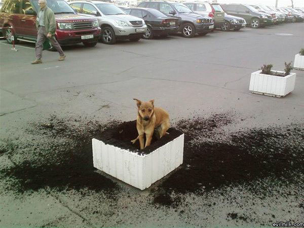 Digging Dog