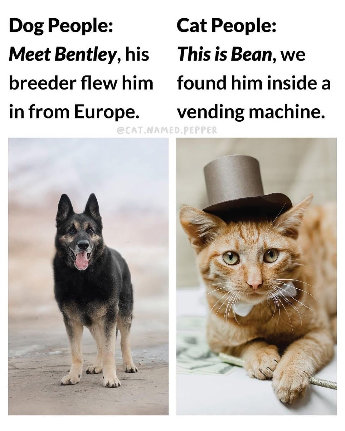 Dog And Cat People
